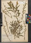Foto von Salix purpurea L.